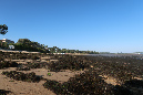 Ronce_17juillet2019_%20(1)
