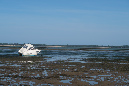 Ronce_17juillet2019_%20(32)