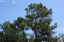 Ronce_11sept19_%20(15)