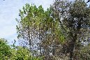 Ronce_11sept19_%20(27)