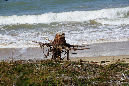 Ronce_11sept19_%20(28)