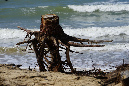 Ronce_11sept19_%20(29)