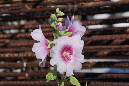 Ronce_11sept19_%20(34)