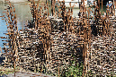 Ronce_11sept19_%20(49)