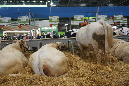 Agriculture_26-01-19%20(33)
