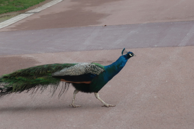 Charlotte_Perriand_%20(71)