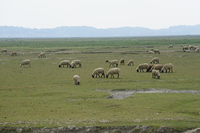 16sept_BaiedeSomme%20(76)