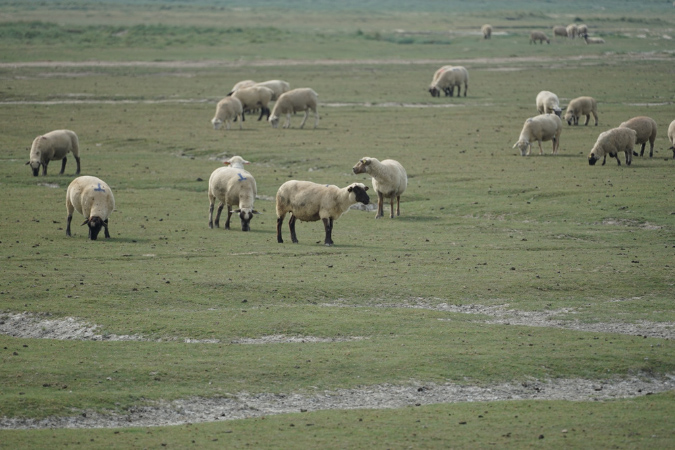 16sept_BaiedeSomme%20(77)