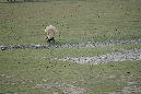 16sept_BaiedeSomme%20(78)