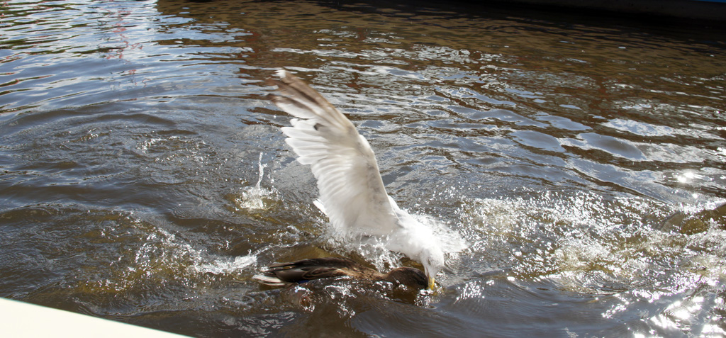 Amsterdam_18_aout_2011_115