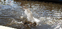 Amsterdam_18_aout_2011_115