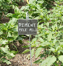 13_juillet_2011_087