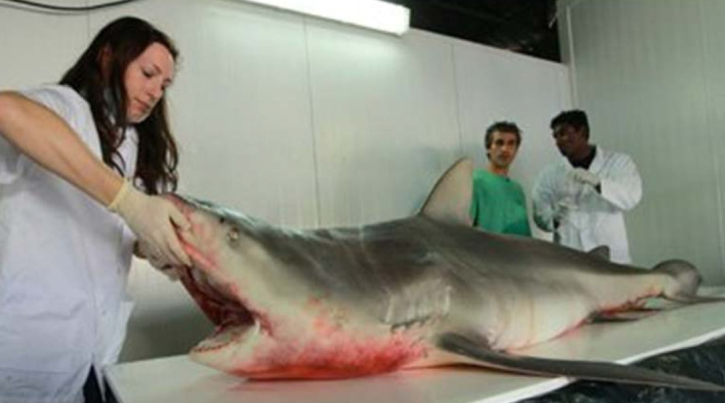 Requin2e