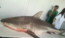 Requin2a
