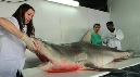 Requin2e