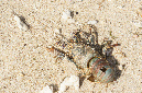 Reunion_juillet_2012_114
