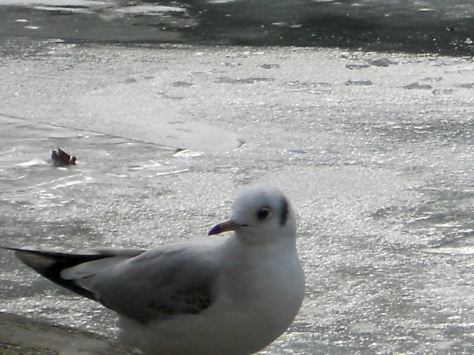fevrier_2012_17