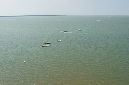 Ronce_juillet_2013_075