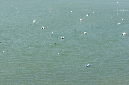 Ronce_juillet_2013_082