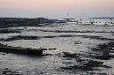 Ronce_juillet_2013_121