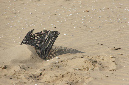Ronce_juillet_2013_133
