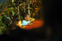 24_fevrier_2013_19