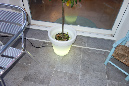 Ronce_aout_2014_146