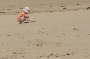 Ronce_aout_2014_158