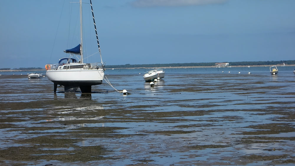 Ronce_juillet_2014_072