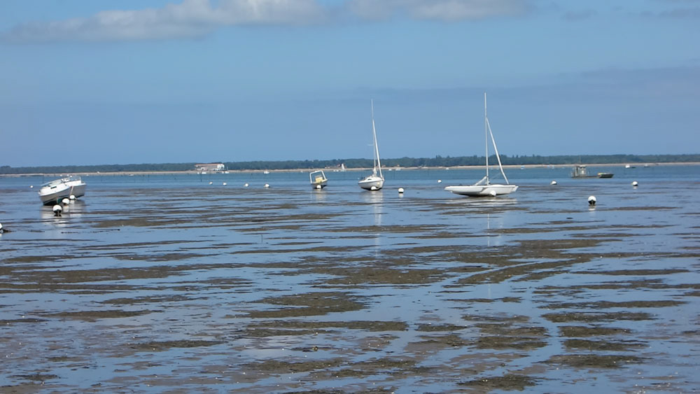 Ronce_juillet_2014_076