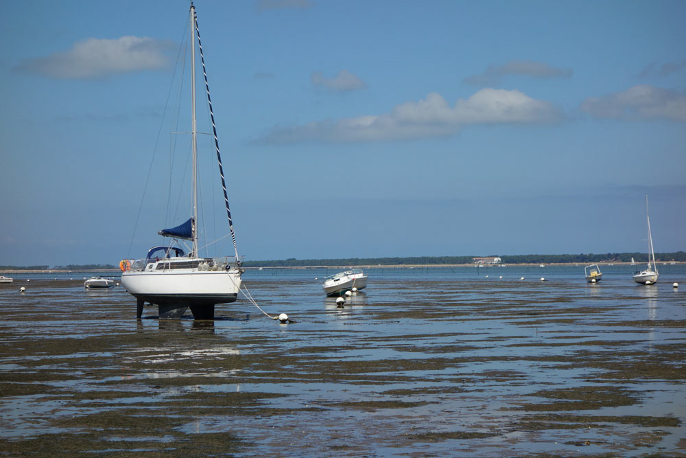 Ronce_juillet_2014_077
