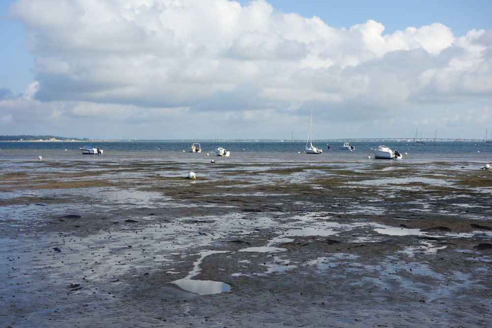 Ronce_juillet_2014_168