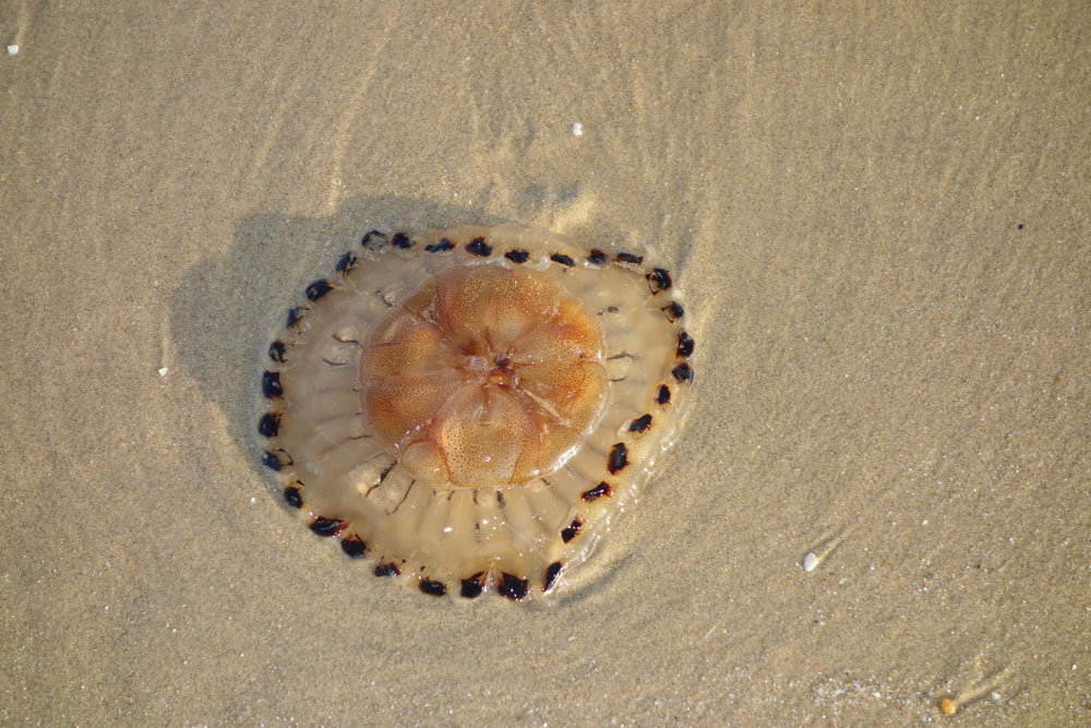 Ronce_juillet_2014_192