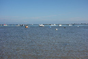 Ronce_juillet_2014_058