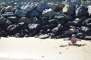 Ronce_juillet_2014_059