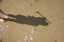 Ronce_juillet_2014_062