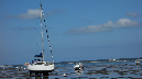Ronce_juillet_2014_074