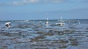 Ronce_juillet_2014_076
