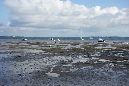 Ronce_juillet_2014_168