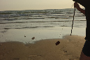 Ronce_juillet_2014_197