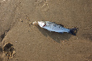 Ronce_juillet_2014_202