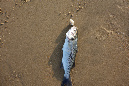 Ronce_juillet_2014_203
