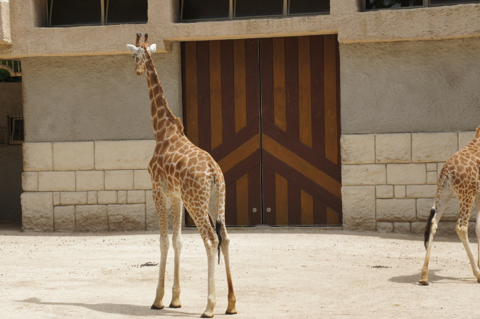 29_juillet_Zoo_2015_002