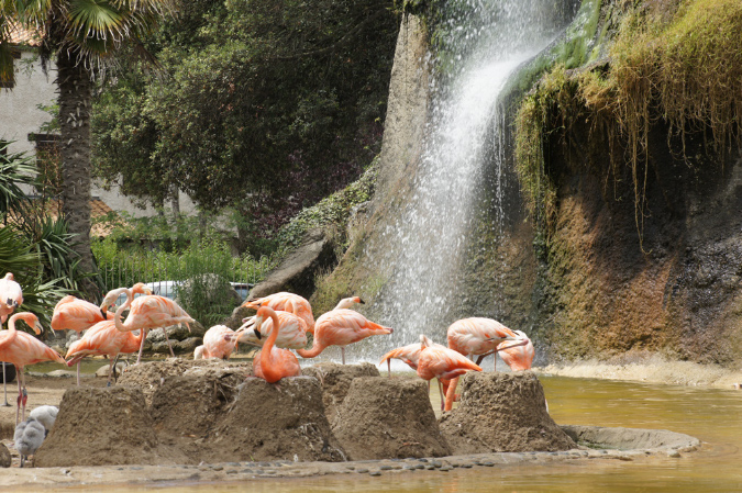 29_juillet_Zoo_2015_004