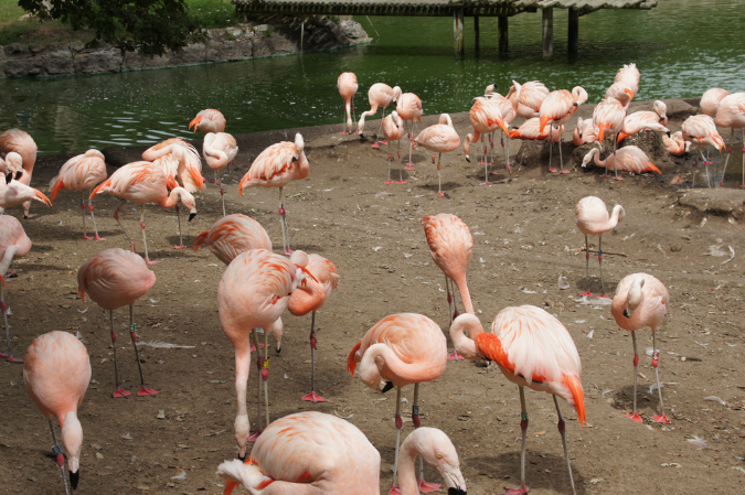 29_juillet_Zoo_2015_011