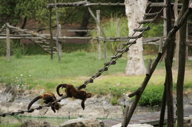 29_juillet_Zoo_2015_014