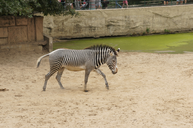 29_juillet_Zoo_2015_023