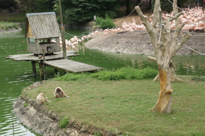 29_juillet_Zoo_2015_034