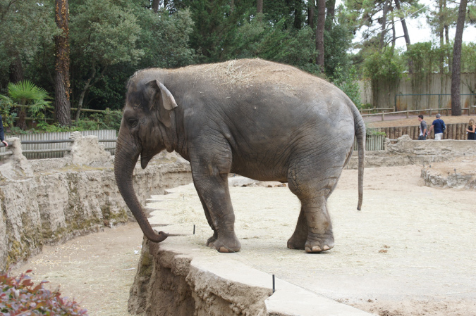 29_juillet_Zoo_2015_040