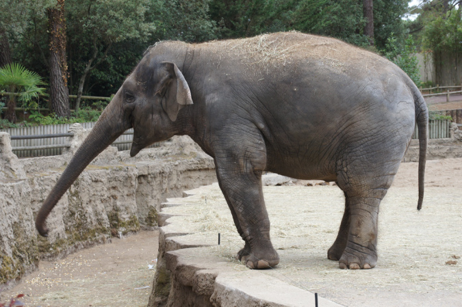 29_juillet_Zoo_2015_041
